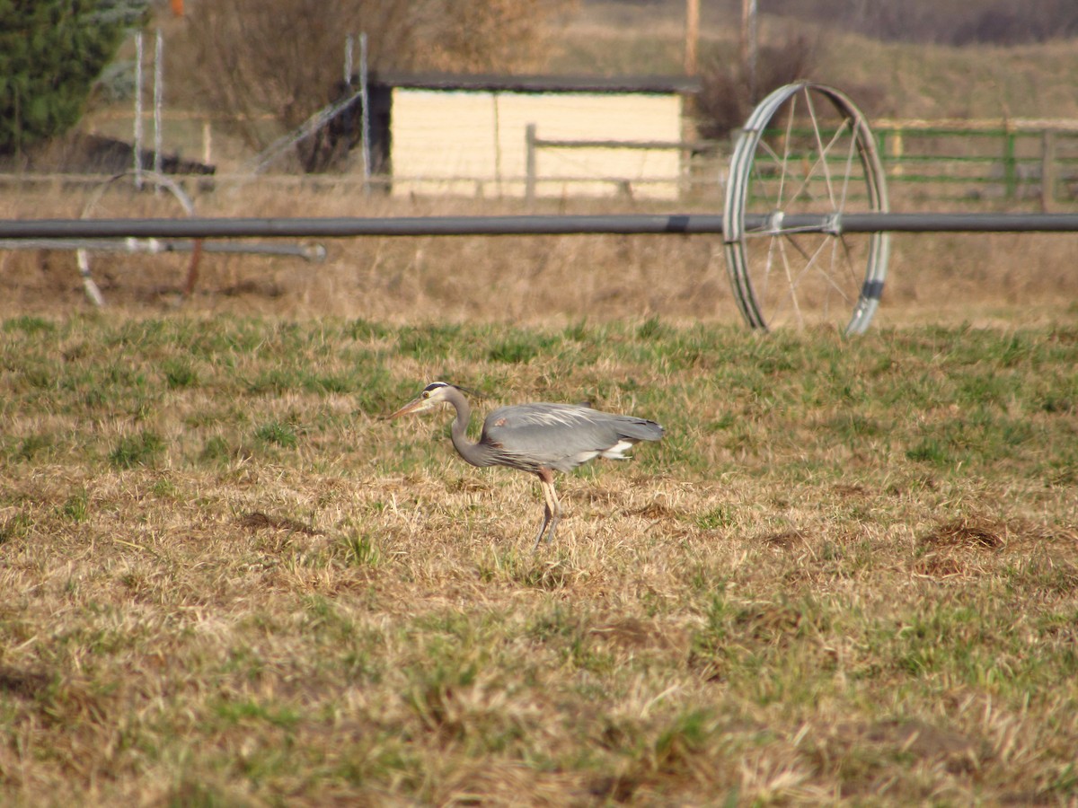 Great Blue Heron - Eric Ray