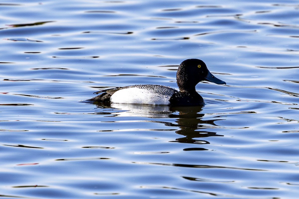 Greater Scaup - ML616797943