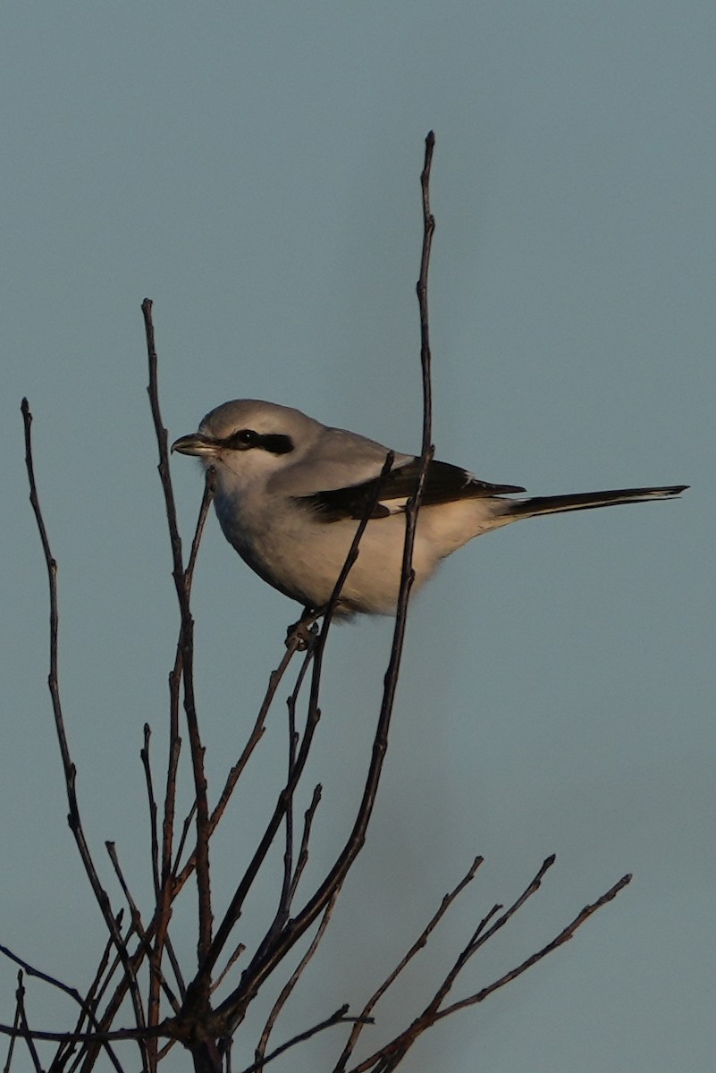 Northern Shrike - ML616797960