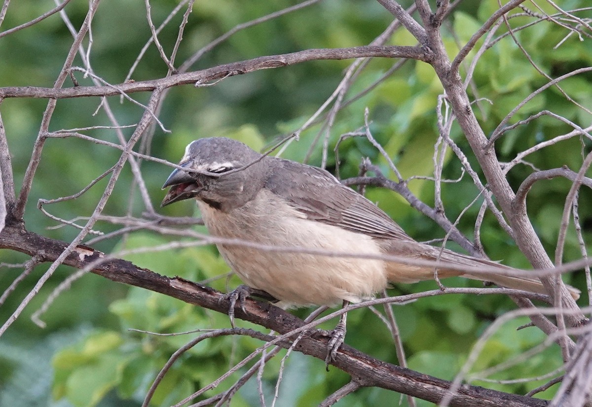 Cinnamon-bellied Saltator - ML616797964