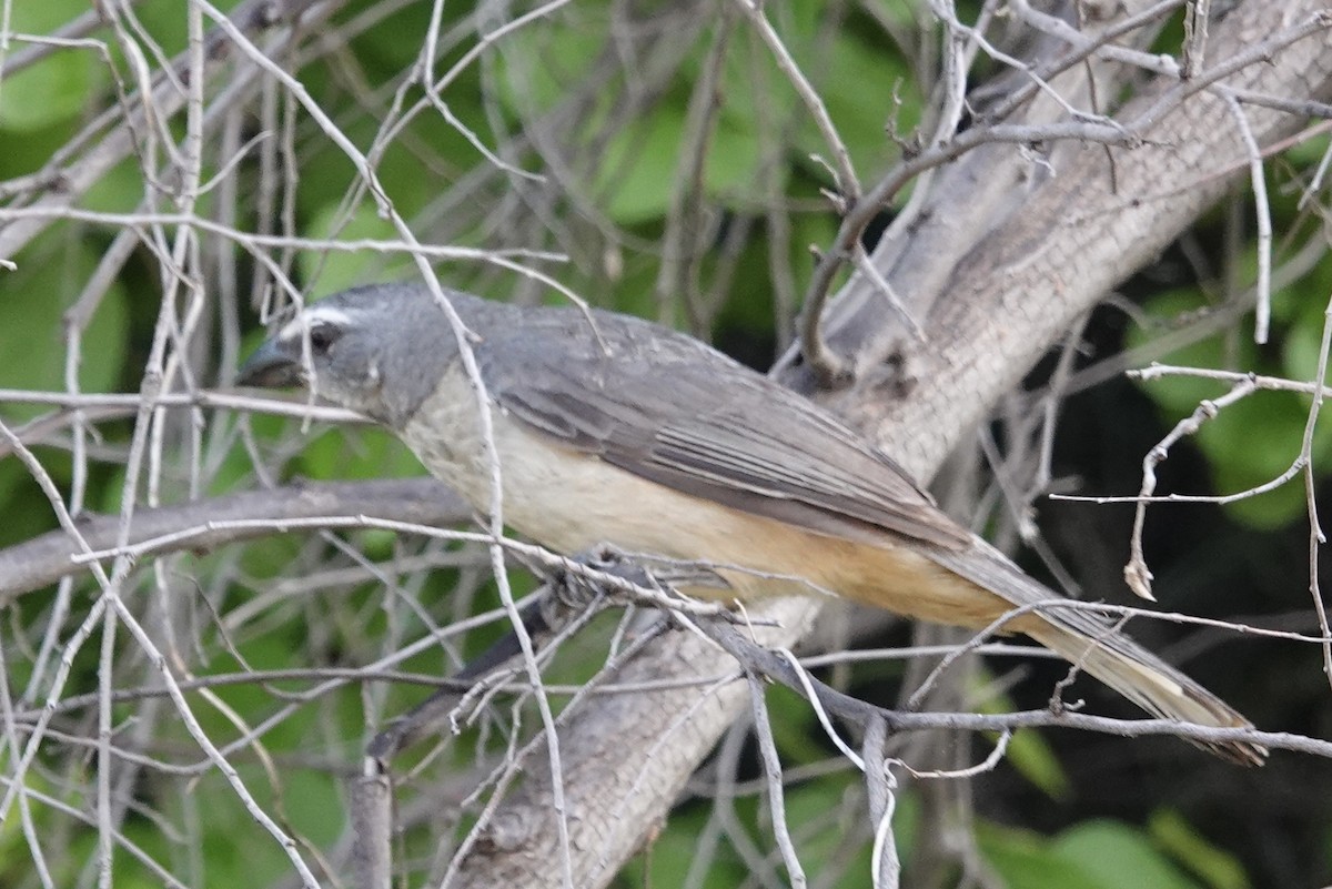 Cinnamon-bellied Saltator - ML616797968