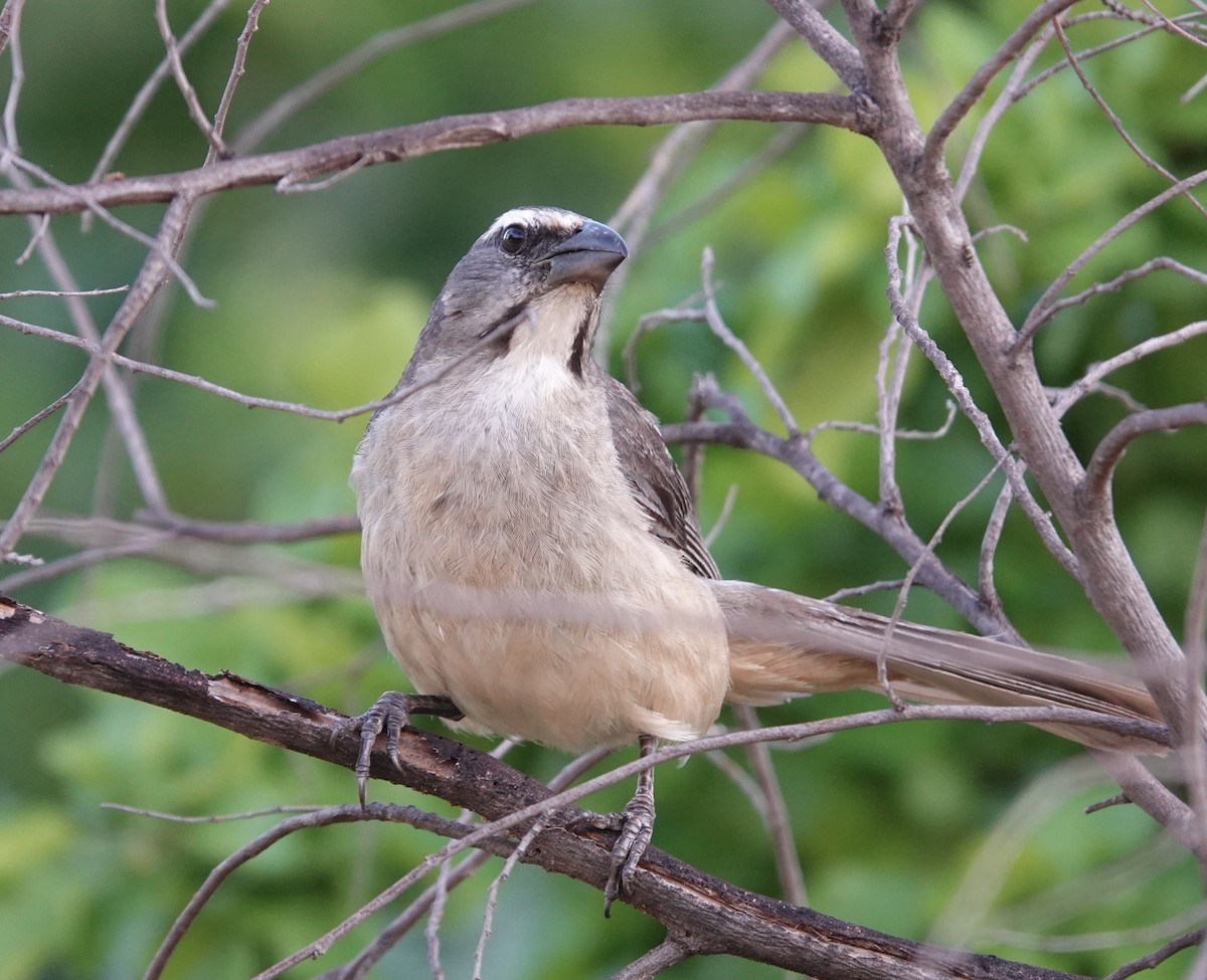 Cinnamon-bellied Saltator - ML616797970