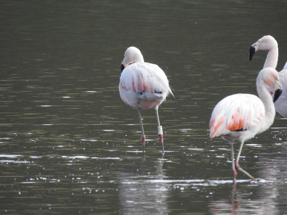 Chilean Flamingo - ML616798033