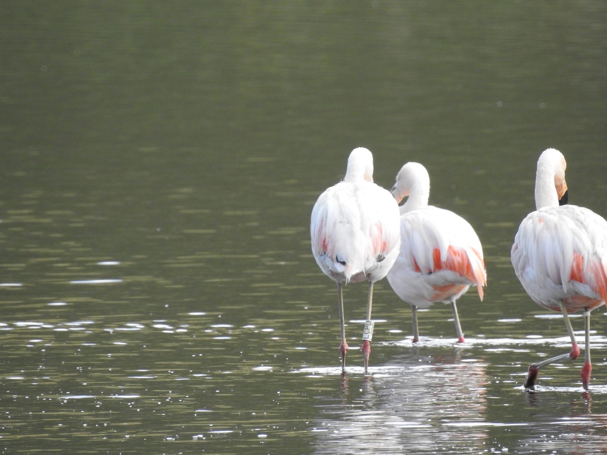 Chilean Flamingo - ML616798034