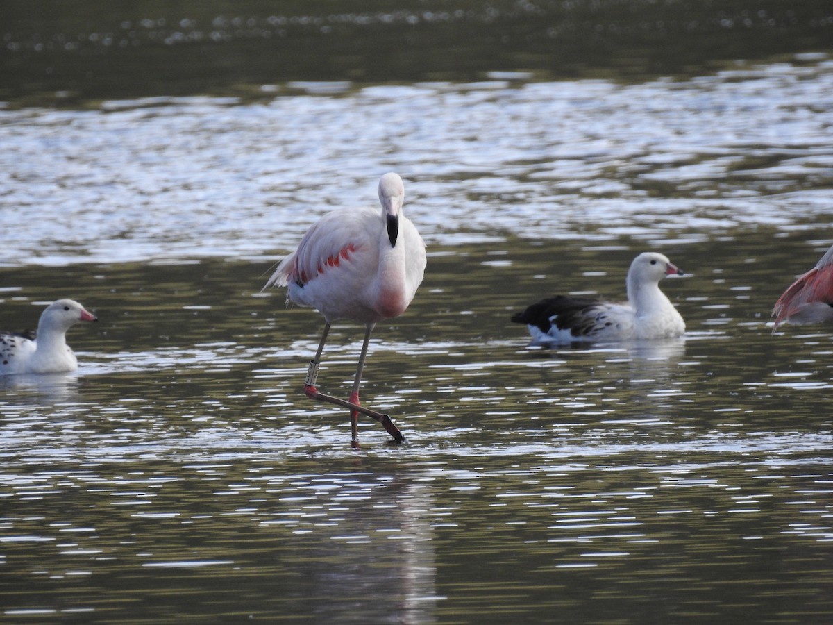 Chilean Flamingo - ML616798035