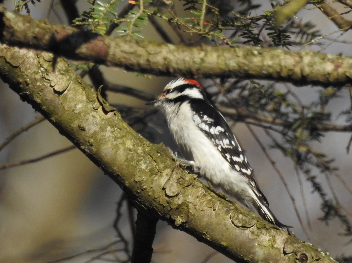 Downy Woodpecker - ML616798056