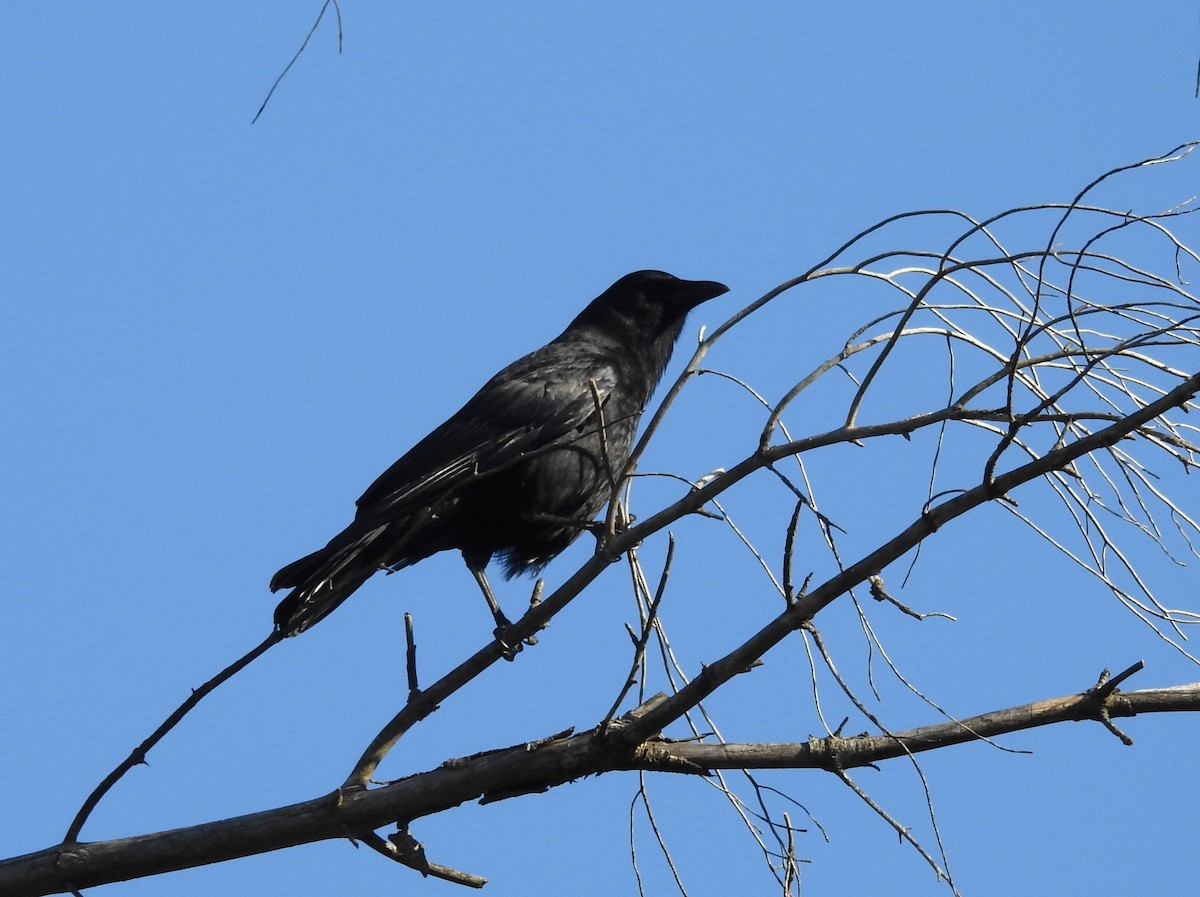 American Crow - ML616798058