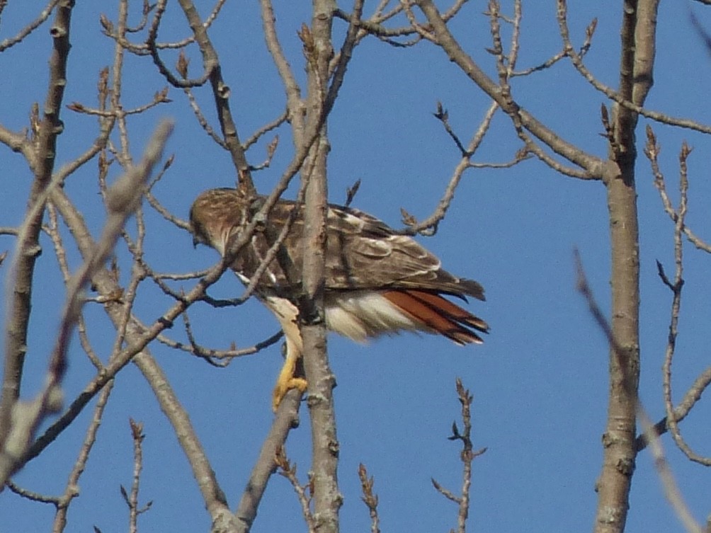 Red-tailed Hawk - ML616798152