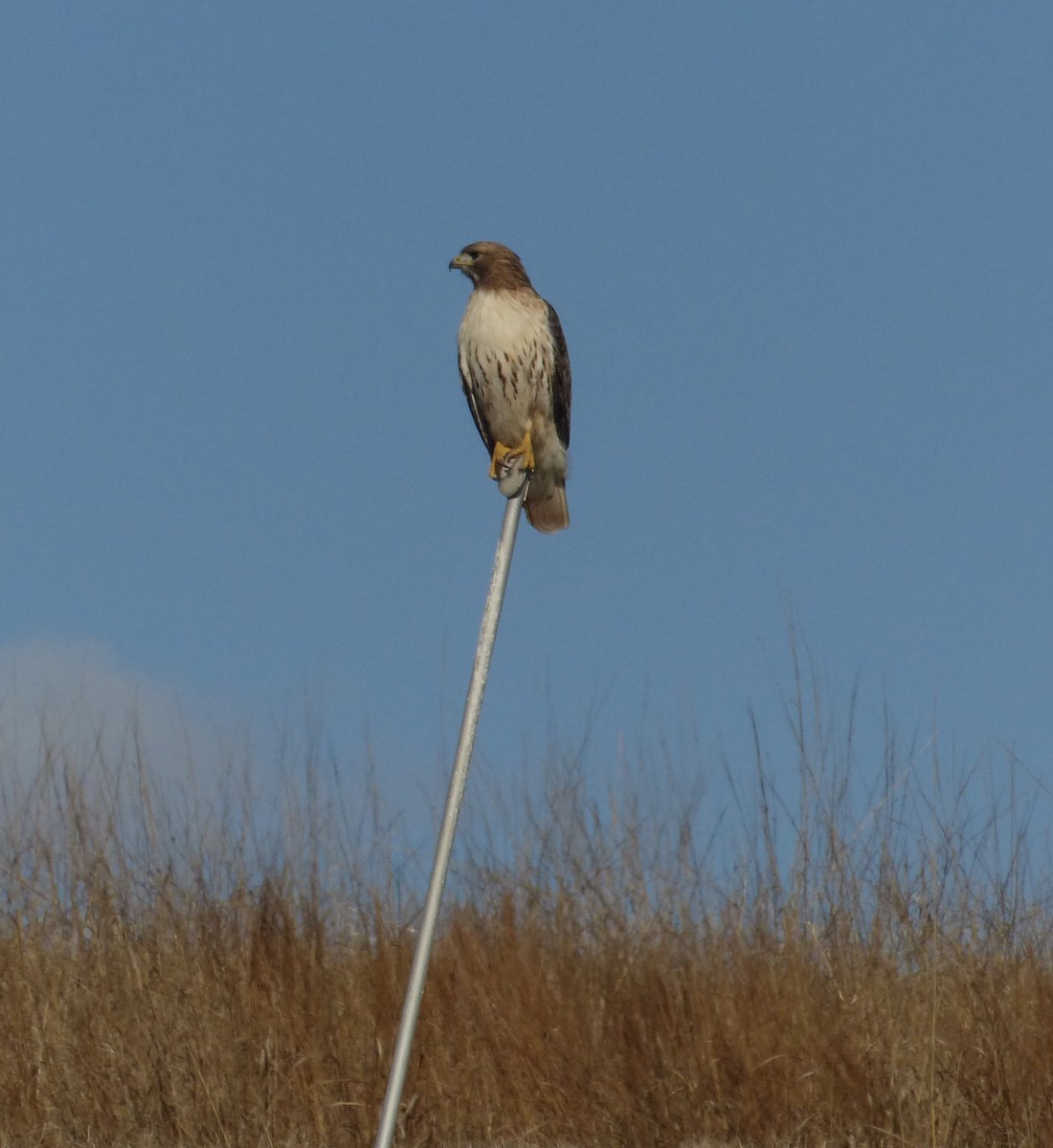 Red-tailed Hawk - ML616798153