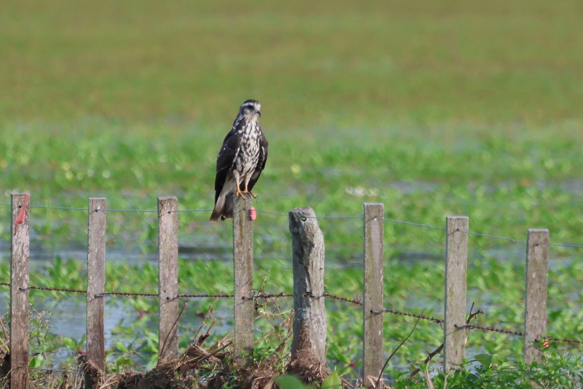 Snail Kite - ML616798232