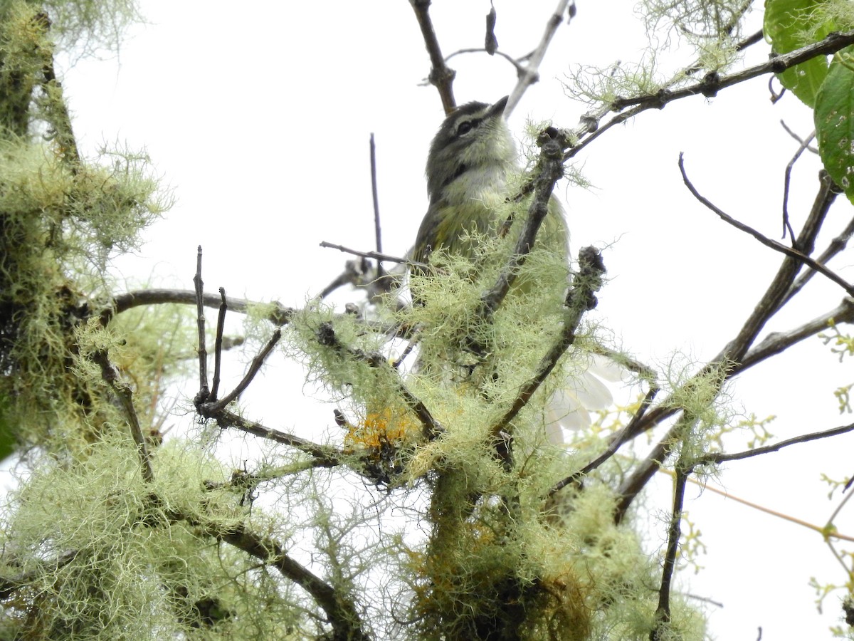 Spectacled Tyrannulet - ML616798237