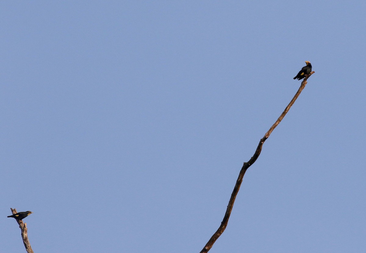 Golden-crested Myna - Sandy Vorpahl