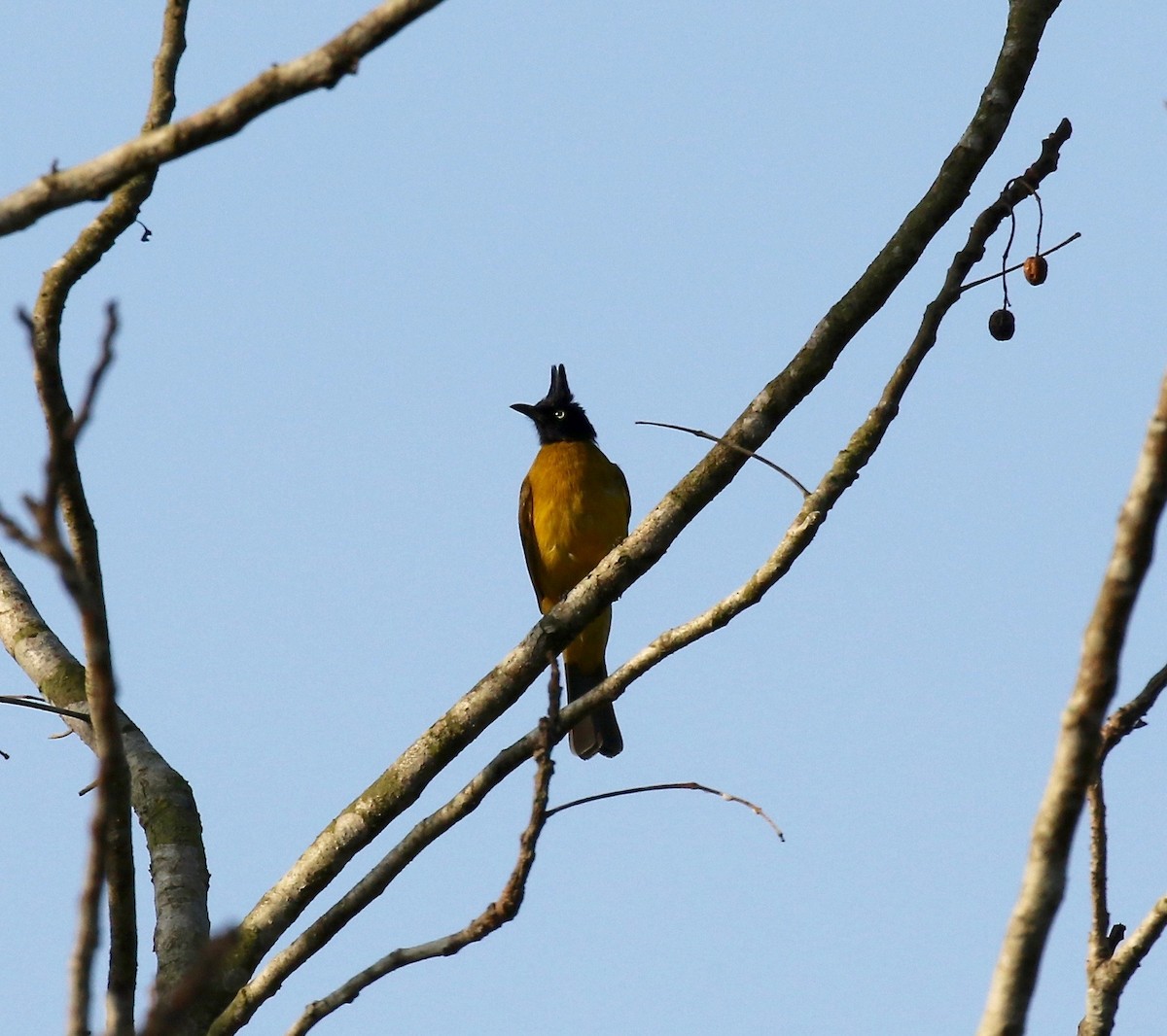 Black-crested Bulbul - ML616798278