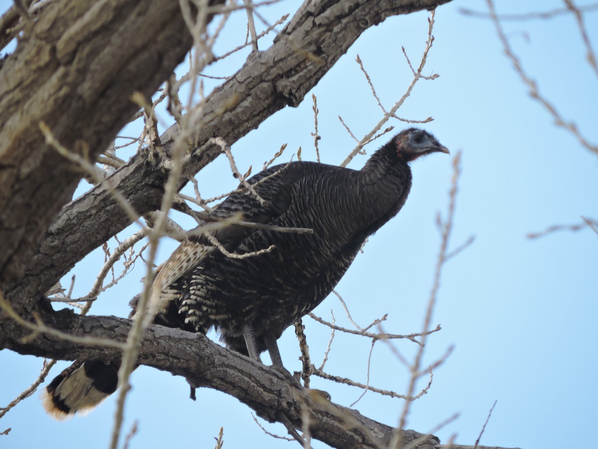 Wild Turkey - ML616798295