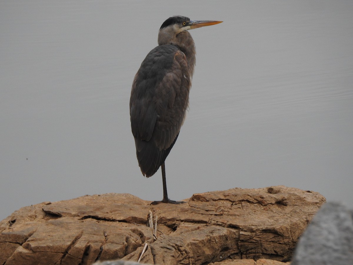 Great Blue Heron - ML616798312