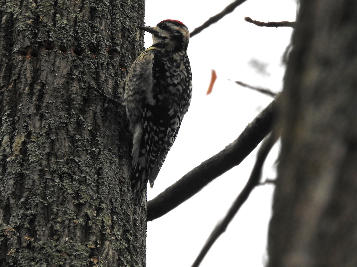 Yellow-bellied Sapsucker - Laura Tappan