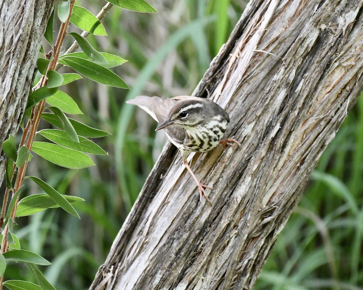 Louisiana Waterthrush - ML616798362