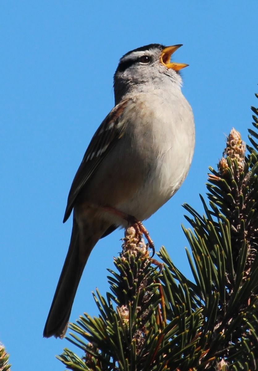 White-crowned Sparrow - Milton Vine