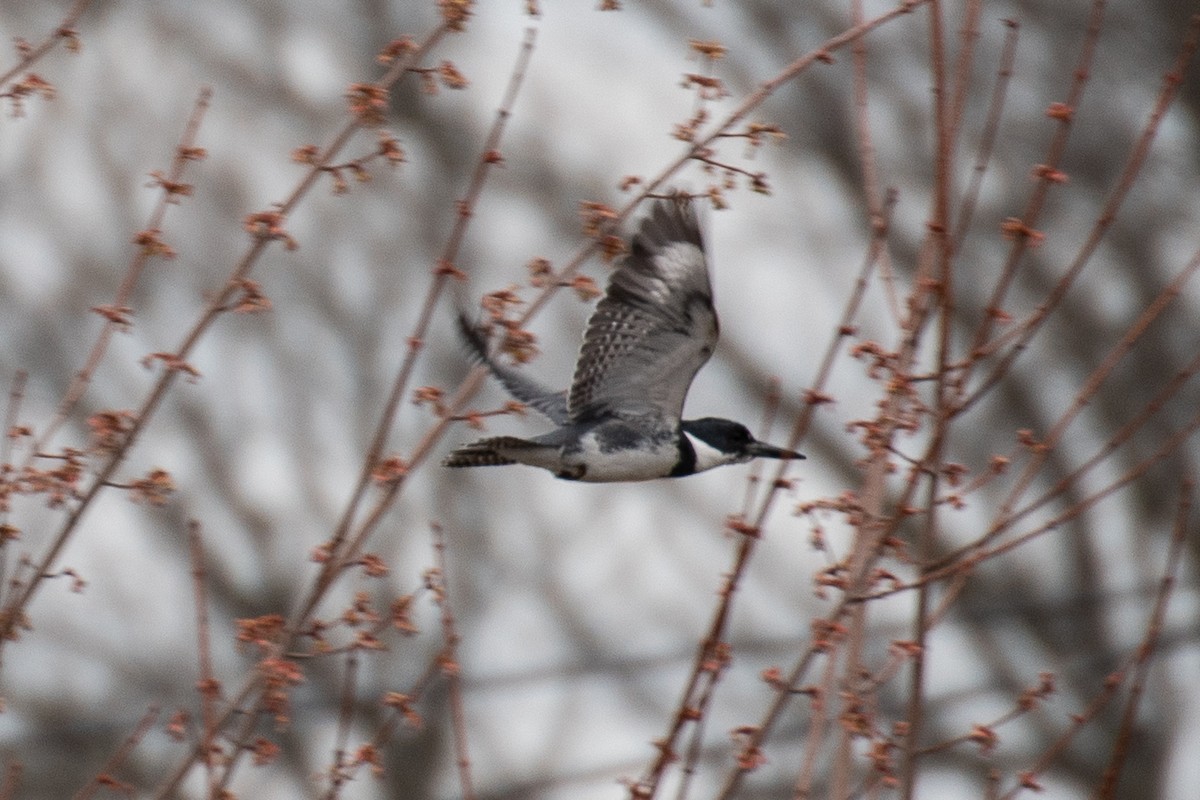 Belted Kingfisher - ML616798392