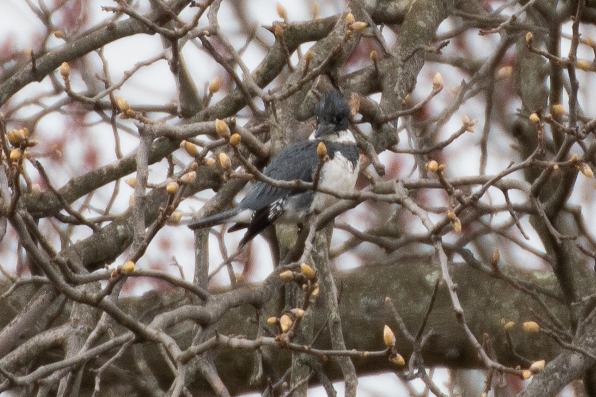 Belted Kingfisher - ML616798394