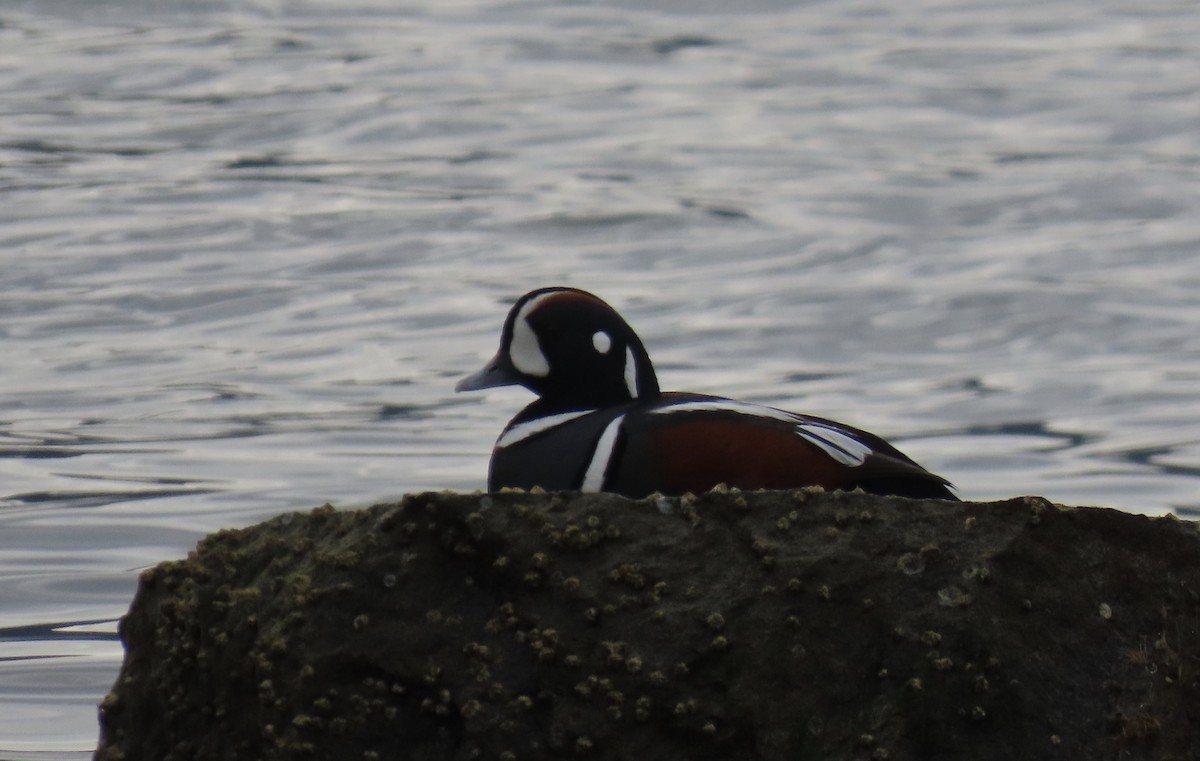 Pato Arlequín - ML616798404