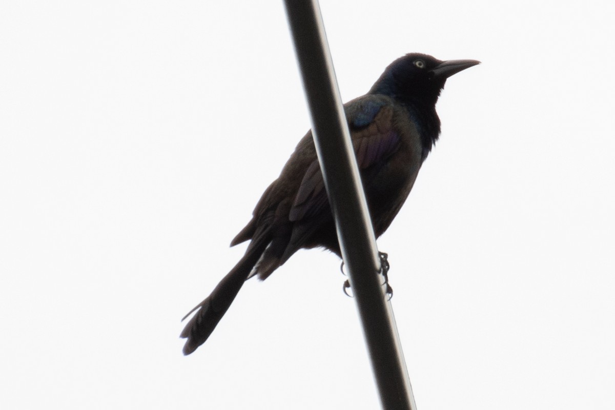 Common Grackle - ML616798423