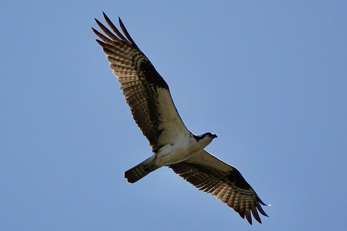 Águila Pescadora - ML616798428