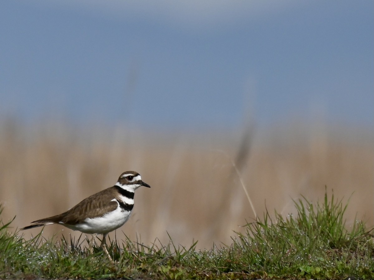 Killdeer - ML616798463