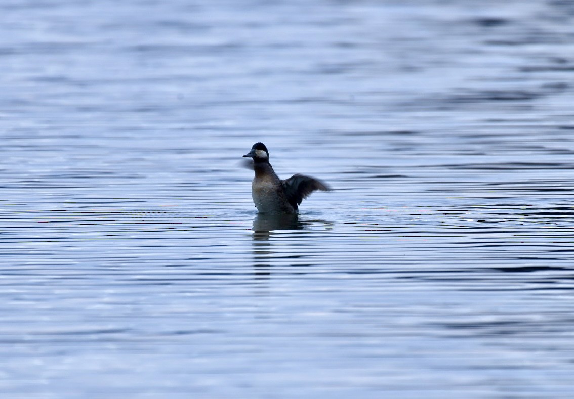 Ruddy Duck - ML616798522