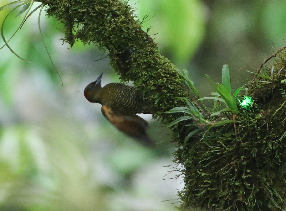 Rufous-winged Woodpecker - Roger Higbee