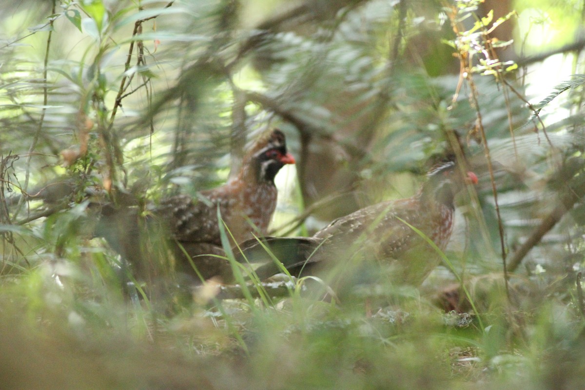 Long-tailed Wood-Partridge - Andrew Theus