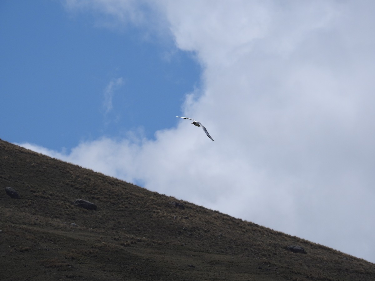 Andean Gull - ML616798639
