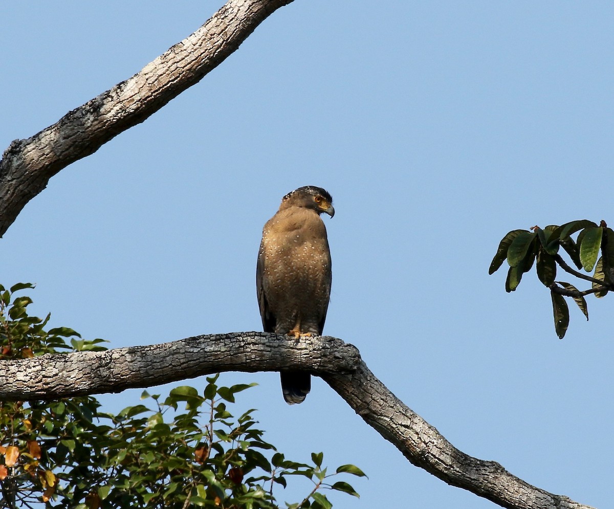 Crested Serpent-Eagle - Sandy Vorpahl