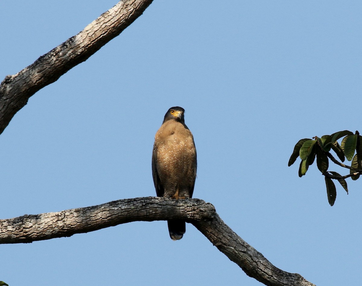 Haubenschlangenadler - ML616798649