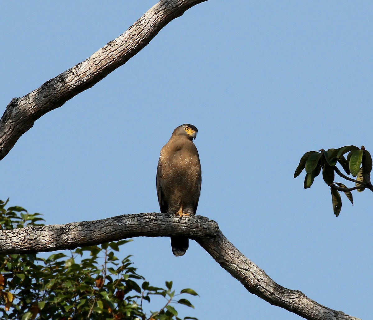 Crested Serpent-Eagle - Sandy Vorpahl