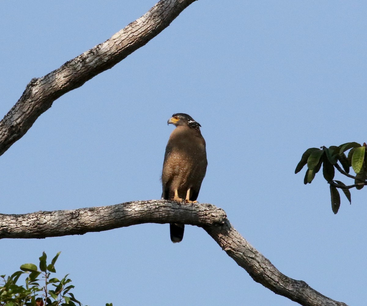 Crested Serpent-Eagle - Sandy Vorpahl