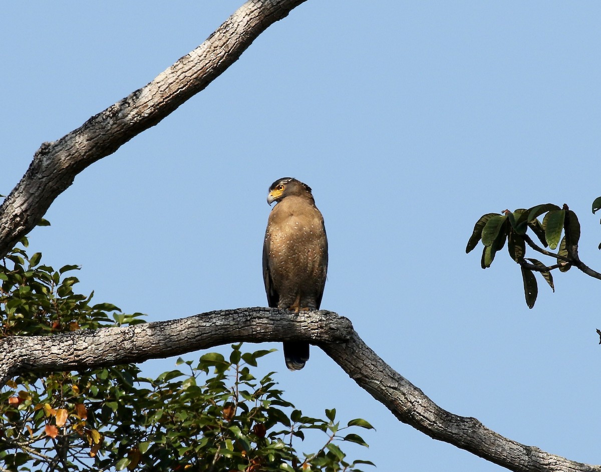 Crested Serpent-Eagle - Sandy Vorpahl