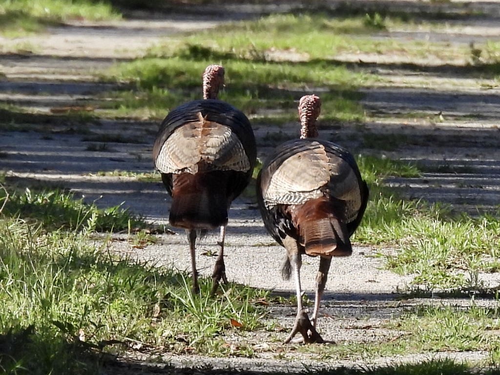 Wild Turkey - ML616798672