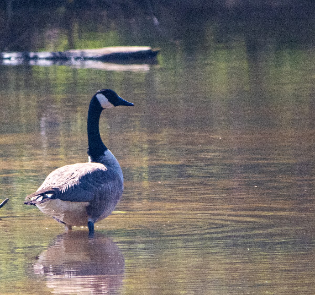 Branta kanadar handia - ML616798677