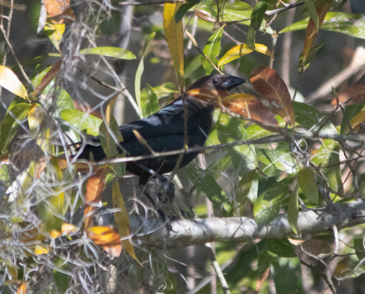 Brown-headed Cowbird - ML616798700