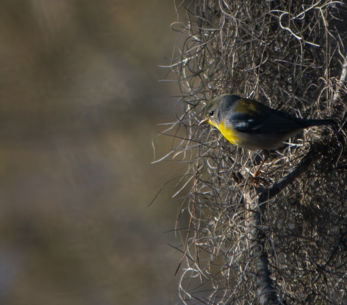 Northern Parula - ML616798727