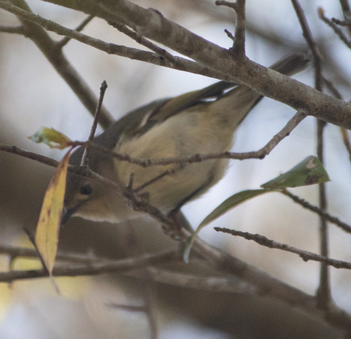 Ruby-crowned Kinglet - ML616798756
