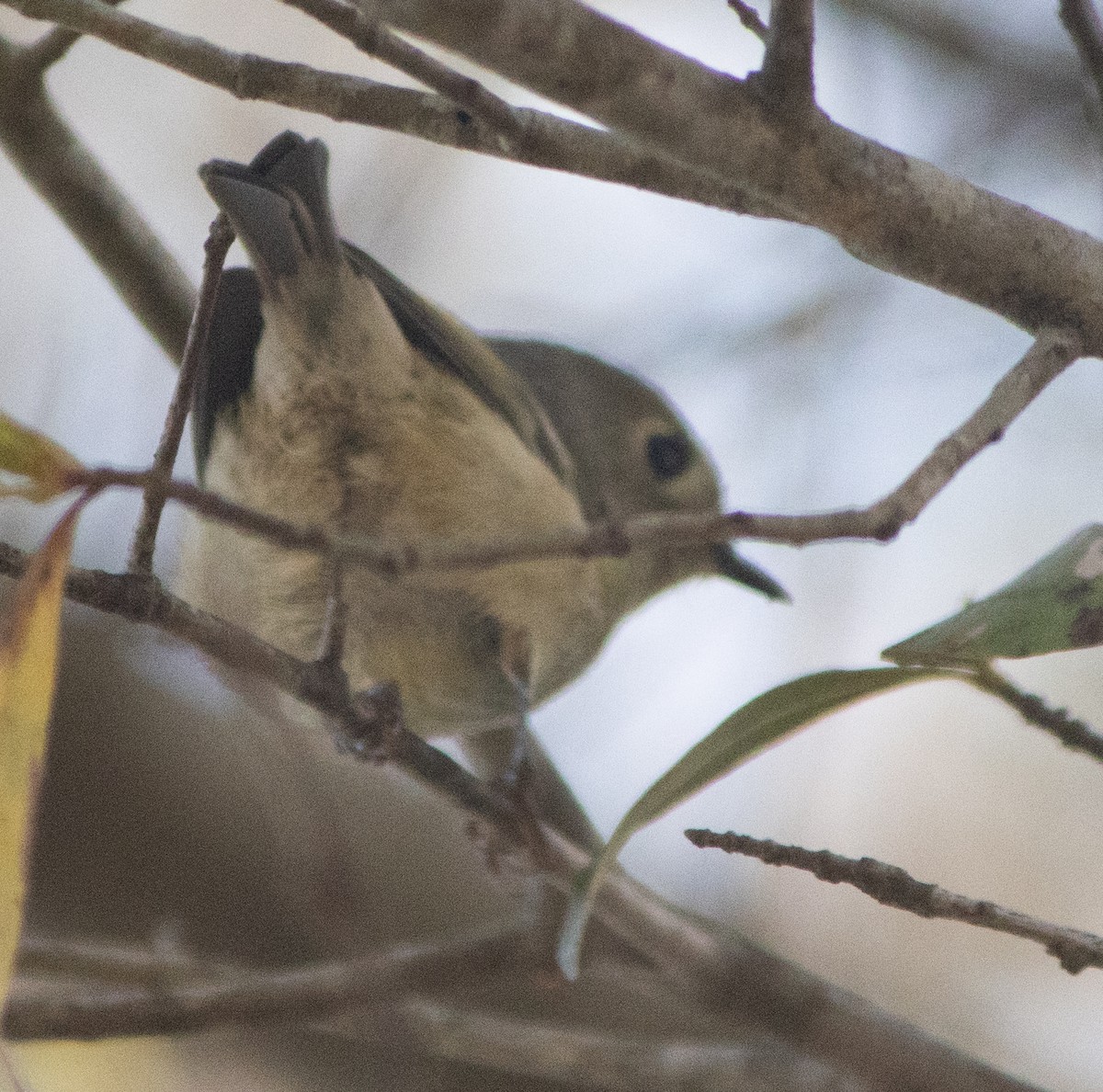 Ruby-crowned Kinglet - ML616798757