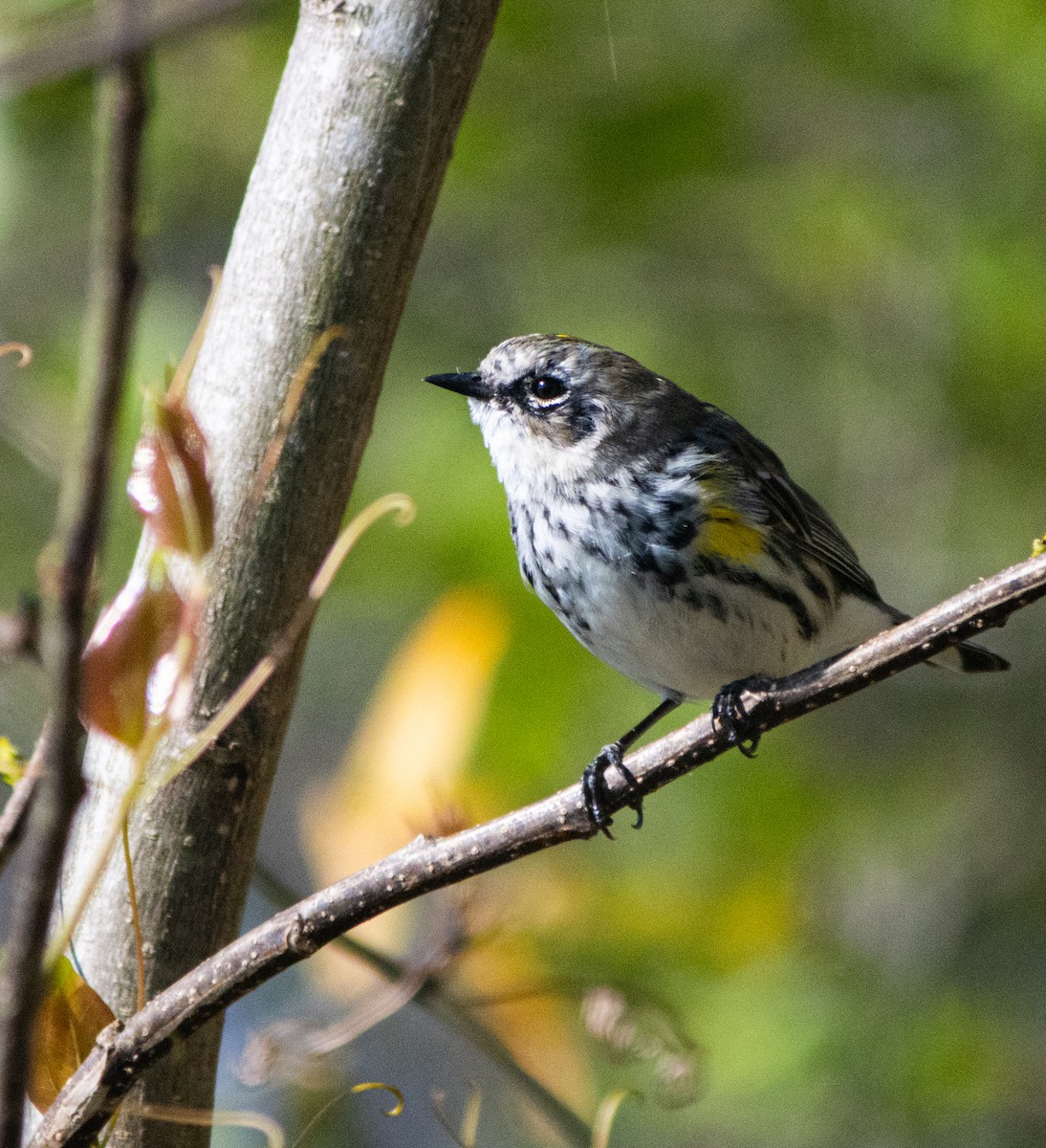Yellow-rumped Warbler - ML616798772