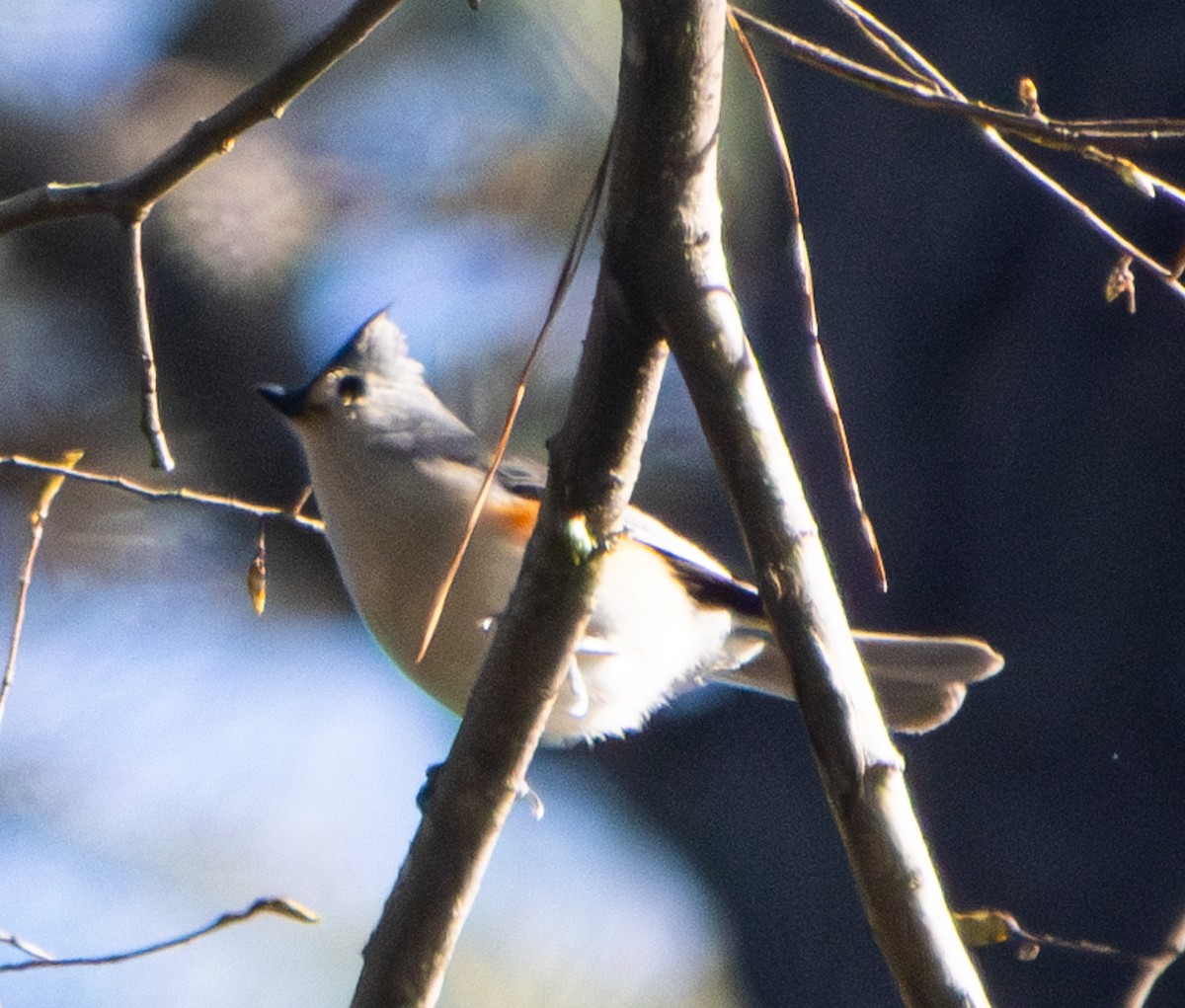 Tufted Titmouse - ML616798778