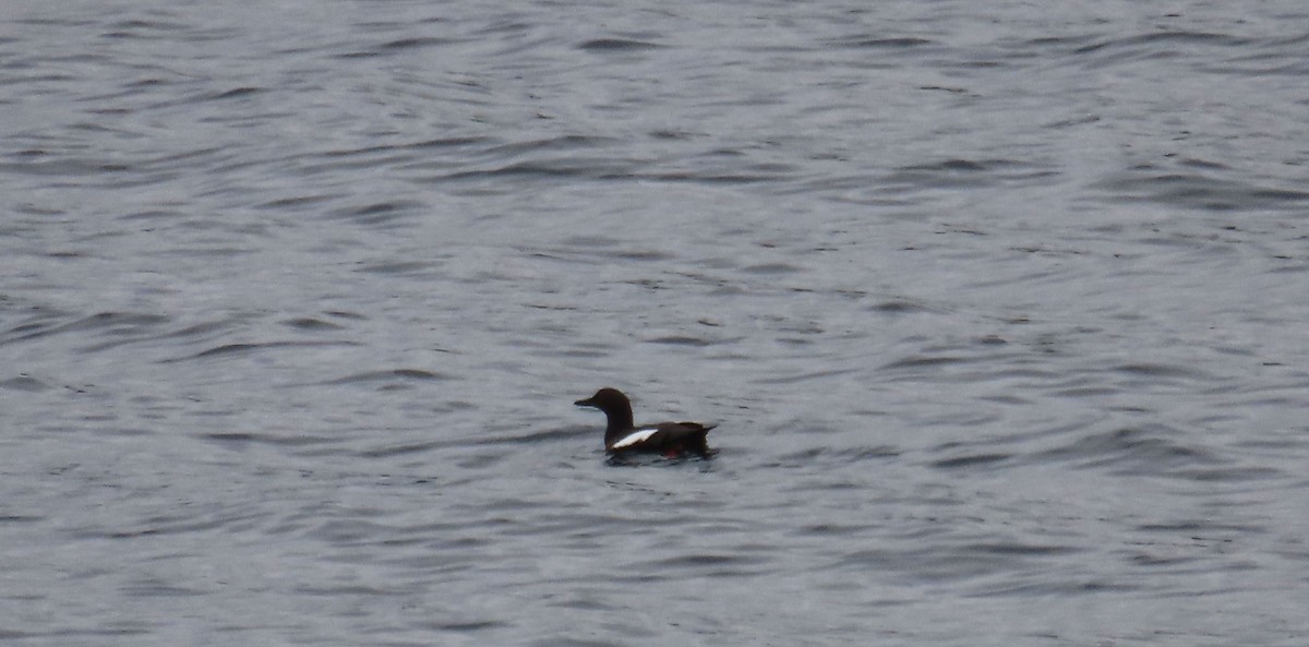 Pigeon Guillemot - ML616798832