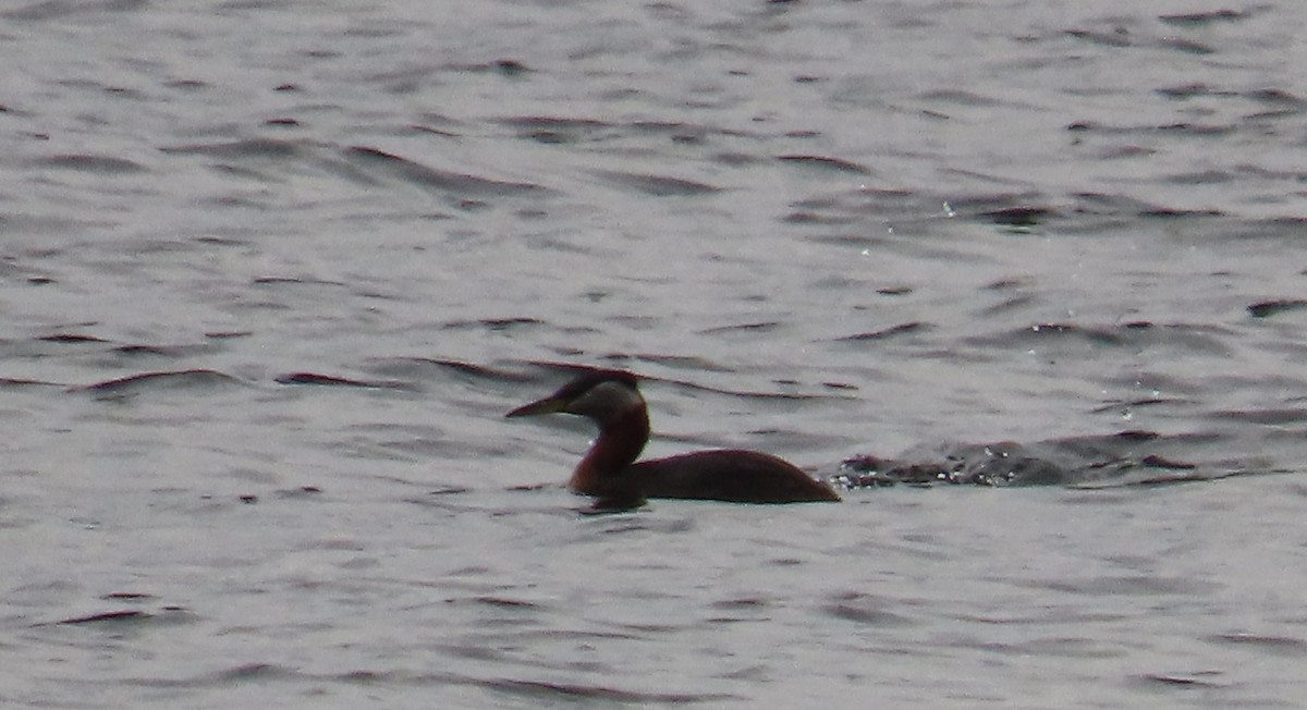 Red-necked Grebe - ML616798855