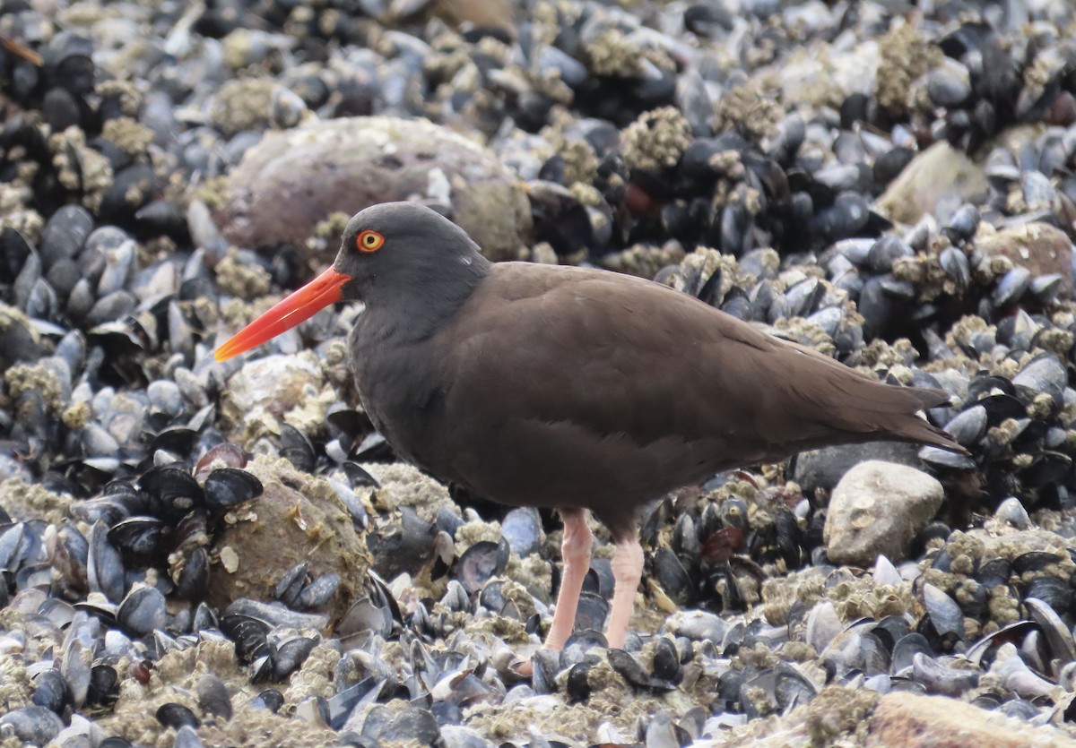 Black Oystercatcher - ML616798863