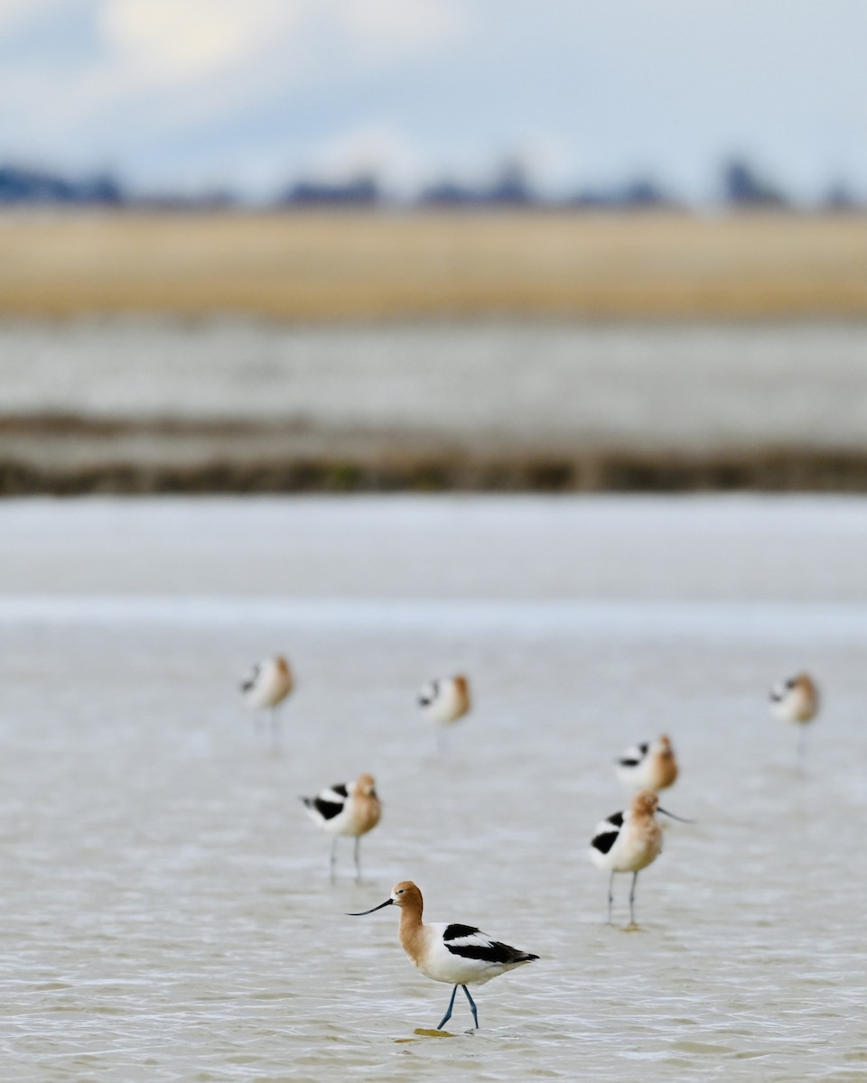 American Avocet - Yisi Lu