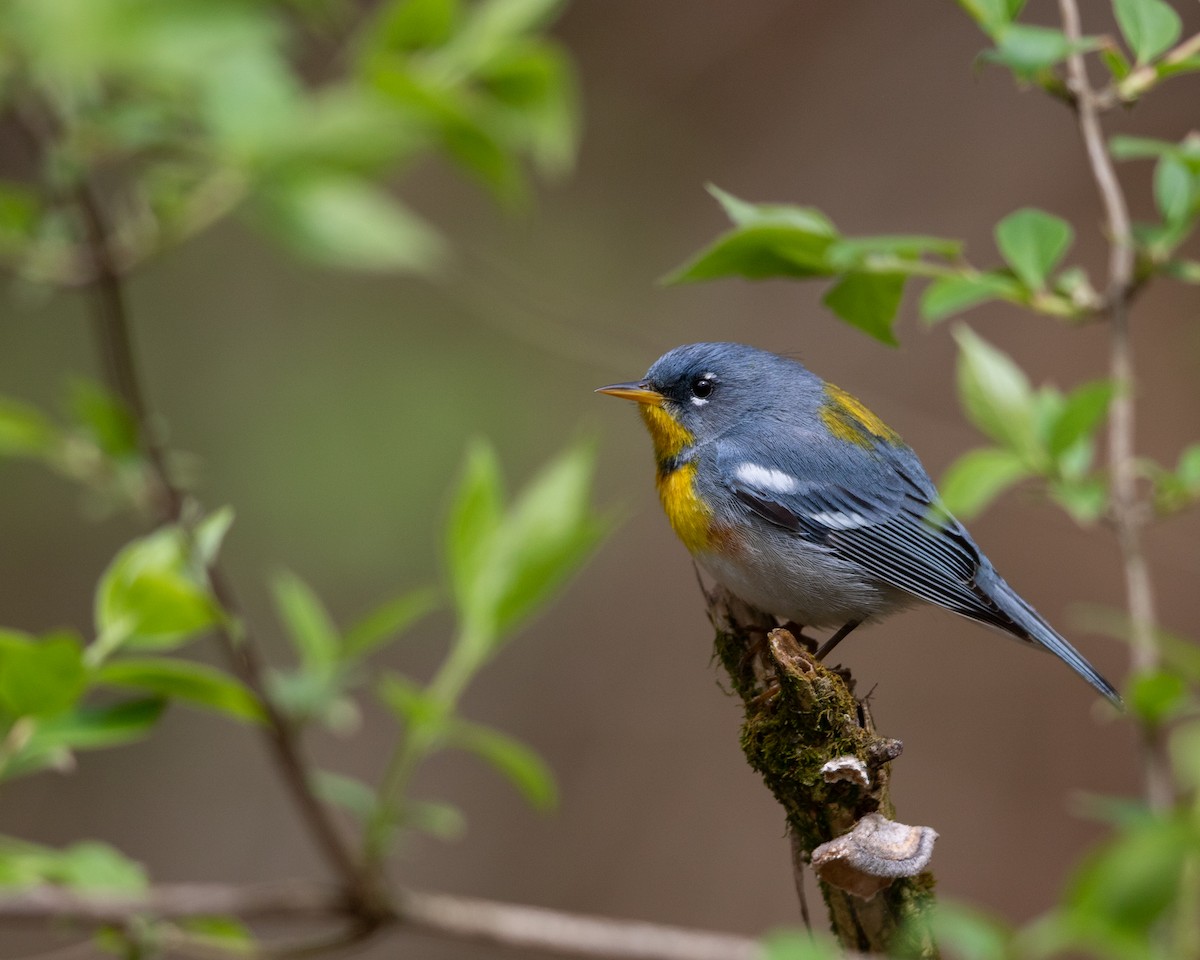 Northern Parula - ML616798867